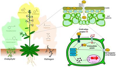 Fungal volatile organic compounds: mechanisms involved in their sensing and dynamic communication with plants